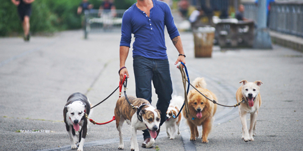 dog walker